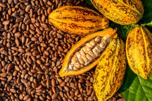 Aromatic cocoa beans as background, Cocoa Beans and Cocoa Fruits on wooden.