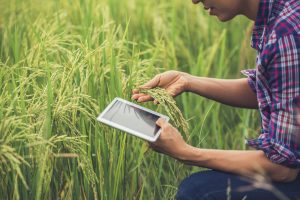 Farmer standing in a rice field with a tablet.